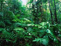 Image result for rainforest trees