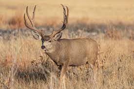 Colorado Mule Deer Hunting Qrs Outdoor Specialties