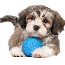 Big dogs, little dogs, old dogs, puppies and special needs dogs. Stone Mountain Pet Lodge