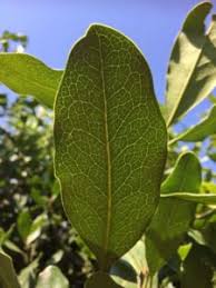 Image result for Euclea natalensis