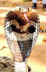 Cobra By Matt Callmened 500px Cute Snake Cobra Snake Snake Photos