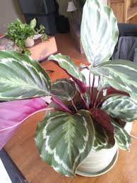 Dark Green Houseplant With Red Purple Underside House Plants Inside Plants Dark Green