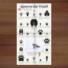 Da die auswahl an arbeitsblättern, die man sich kostenlos ausdrucken kann, mittlerweile etwas unübersichtlich geworden ist, möchte ich einige an. Poster Mit Den Spuren Heimischer Tiere Aus Dem Wald Wie Adler Biber Braunbar Dachs Eichhornchen Elch Ente Eule Fre Tierspuren Illustration Design Tiere