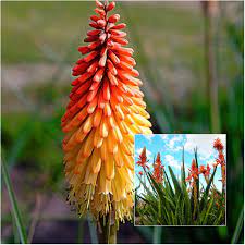 Check out our live orange flowering plants selection for the very best in unique or custom, handmade pieces from our shops. 6 Orange Flowers Hoselink