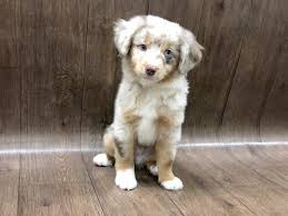 Australian shepherd puppies ohio cheap. Miniature Australian Shepherd Dog Male Red Merle 2506074 Petland Lancaster Ohio