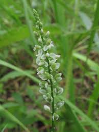 Image result for Polygala capillaris