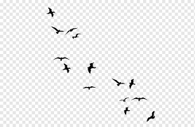 Bird flying flight nature animal seagull wings fly hummingbird wildlife 10,450 free images of flying bird. Bird Flight Drawing Fly Pigeons Watercolor Painting Animals Monochrome Png Pngwing