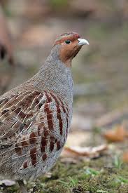 Game Birds Mark Hancox Bird Photography Game Birds Pet Birds Bird Photography