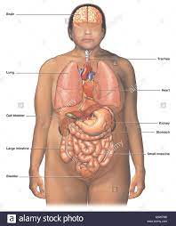 By purchasing this complete pack you are saving $487. Ironicno Hudi Se Stirikrat Girl Body Ogans Garyubben Net