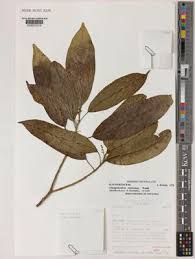 Image result for Maerua descampsii