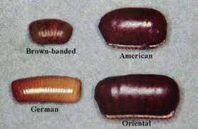 Look for cockroach eggs in areas where they are likely to hide. Cockroach Eggs 101 How To Identify Get Rid Of Them