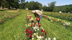 In general, the new hampshire aborigines conformed to the general pattern of the eastern woodland indians. New Hampshire Has 15 Cut Your Own Flower Farms