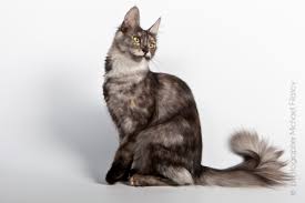 Color Winner Ch Da Katz Mirror Image Of Geraylar 2012 Best Black Smoke Tortie Turkish Angora Of The Year Angora Cats Turkish Angora Cat Cats