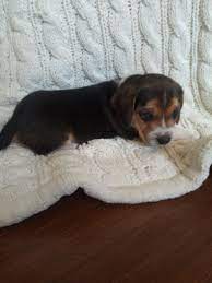 Puppies For Sale Near Me Find Your Puppy Vip Puppies Puppies For Sale Puppy Finder Beagle Puppy