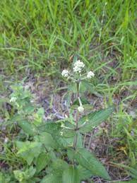 Maybe you would like to learn more about one of these? Boneset Eupatorium Perfoliatum This Appears To Be Common Boneset A Roadside Wildflower Often Appearing In The Compan Plants Beneficial Insects Wild Flowers