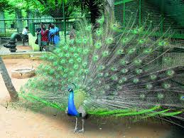 · then click on change plan. Experts Want Total Ban On Peacock Feather Sale Times Of India