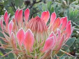 Image result for Protea rupestris