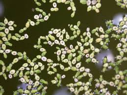 Image result for Wolffiella welwitschii