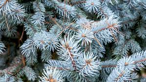 The university of minnesota extension service has a good guide. Colorado Blue Spruce Tree Care And Growing Guide