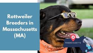 We did not find results for: 18 Rottweiler Breeders In Massachusetts Ma Rottweiler Puppies For Sale Animalfate