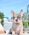 Blue French Bulldog - The Ultimate Guide - French Bulldog ...