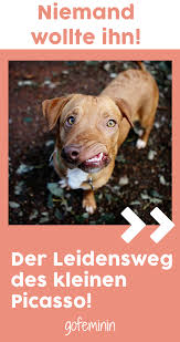 niemand wollte ihn adoptieren der leidensweg des kleinen picasso ist unglaublich hund adoptieren tiere retten tierschutz hunde