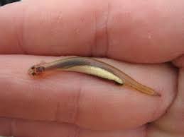 Image result for Vandellia