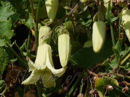 Paniculata is the most common of these, and is widespread in forest throughout the country. Clematis Buchananiana Lemon Clematis