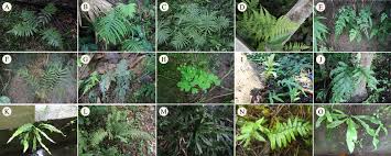 Image result for Thelypteridaceae