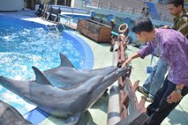 Pantai ini hanya berjarak sekitar 5 km dari kota batang dan. Mengenal Batang Potensi Batang Dolphin Center Website Pemerintah Kabupaten Batang