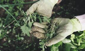 Apr 15, 2020 · this causes the fertilizers and herbicides to adhere to the grass blades. 5 Dog Safe Weed Killers 2021 Reviews Canine Friendly Lawn Care