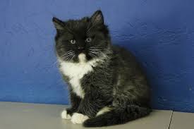 Black And White Ragdoll Cat For Sale Casanova Black Tuxedo Ragdoll Cat Kitten From Www Ragdollkitten Us Kittens Cutest Cats And Kittens Ragdoll Kittens For Sale