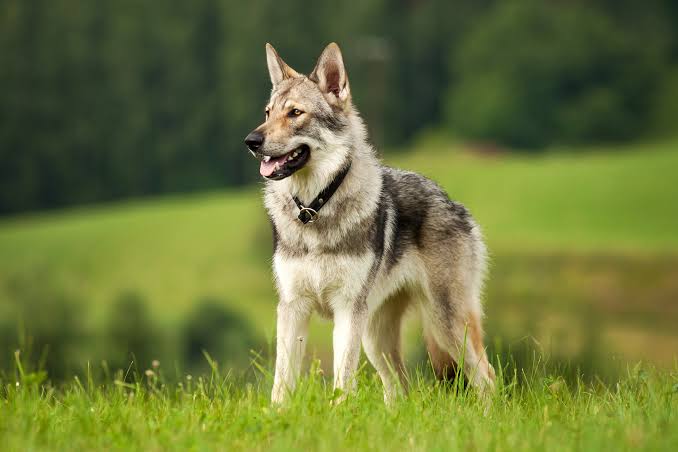 Czechoslovakian Wolfdog | Breed Info & Advice | zooplus Magazine