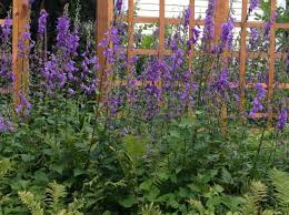 We did not find results for: Invasion Of The Creeping Bellflower The Journal