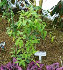 Image result for Tristellateia