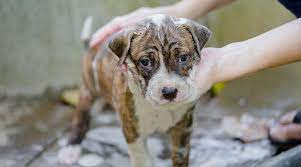 Best Dog Shampoos For American Pitbull Terriers Ratings Reviews