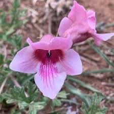 Image result for Dicerocaryum senecioides