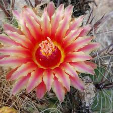 Please return the cart at once (no questions asked) before we turn this over to the san angelo police department for theft. Cactus Town Texas Home Facebook