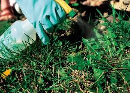 Deal with springtime lawn diseases; How To Kill Weeds Weed Killer For Lawns Herbicides