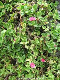 Alexandrite pink flowers june's favorite flower color is alexandrite pink. Baby Sun Rose Hanging Pots Gardening