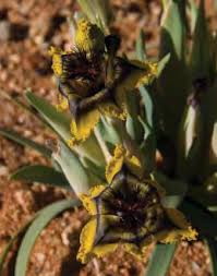 Image result for Ixora mildbraedii