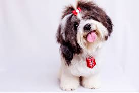 Sickeningly sweet enough, but not quite right for your pup? Unique Female Dog Names 2020 From Tough Cool And Cute