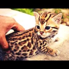 Bekijk meer ideeën over schattig, schattige dieren, dieren. Schattige Dieren Cuteedieren Twitter