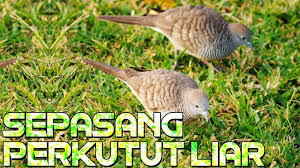 Pada mulanya, tikus dipanaskan di bawah kereta. Burung Perkutut Lokal Mencari Makan Di Alam Bebas Youtube