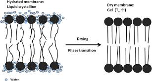 Check spelling or type a new query. Current Approaches Of Preservation Of Cells During Freeze Drying Journal Of Pharmaceutical Sciences