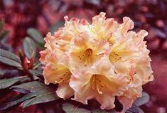 Ginger Peach Nancy Evans X Jalico X R Yakushimanum X Joanita X Goldfort X Odee Wright Hybridized 2000 Regist Ginger Peach Plants Gold Medal Winners