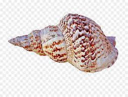 Translation of caracola in english. Caracola Conch Muschel Muschel Png Herunterladen 1280 960 Kostenlos Transparent Shankha Png Herunterladen