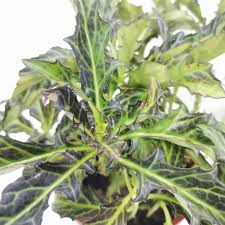 Image result for Gynura pseudochina