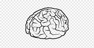 Dibujo cerebro humano cuerpo humano, cerebro, cabeza, pintura, cerebro  humano png | PNGWing