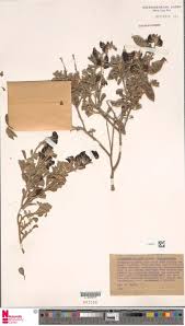 Image result for Suaeda merxmuelleri